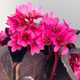Early Brilliance™ Magenta Bergenia - Nature Hills Nursery - Premium #1 Container - 
