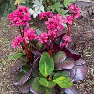 Close-up of pink bergenia flowers on Early Brilliance™ Magenta Bergenia blooming in early spring to late spring.