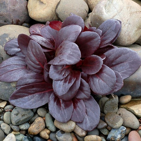 Broad-Leaved Evergreen foliage of Early Brilliance™ Magenta Bergenia (Bergenia 'Magenta') in a garden setting.