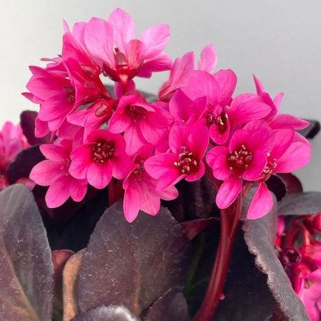 Early Brilliance™ Magenta Bergenia (Bergenia 'Magenta'), a perennial featuring pink flowers and broad-leaved evergreen.