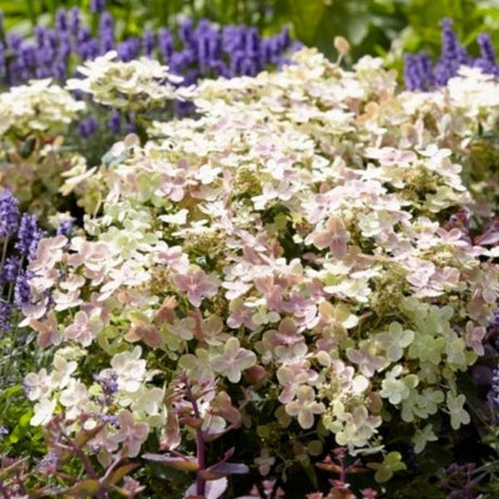 Early Evolution® Panicle Hydrangea
