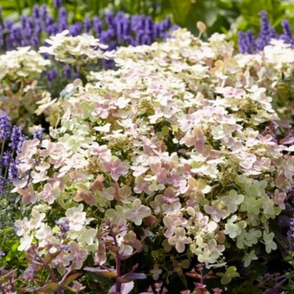 Deciduous foliage of Early Evolution® Panicle Hydrangea (Hydrangea paniculata 'AJ14' PP30,983) in a garden setting.