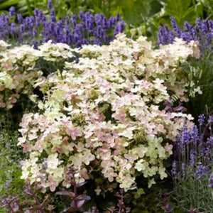 Early Evolution® Panicle Hydrangea (Hydrangea paniculata 'AJ14' PP30,983) growing in a garden landscape, showing mature shrub form.