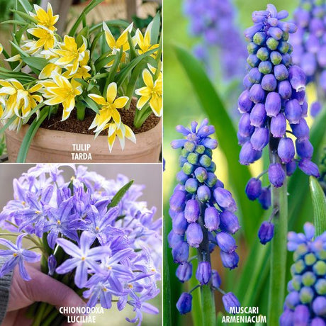 Early Spring Garden Blend - Nature Hills Nursery - 75 Pack Bulbs - 