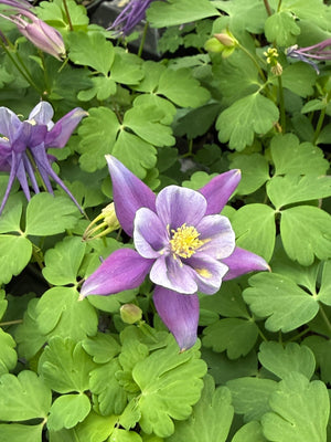Earlybird Purple Blue Columbine flower with violet sepals and pale lavender petals surrounding yellow stamens above green foliage.