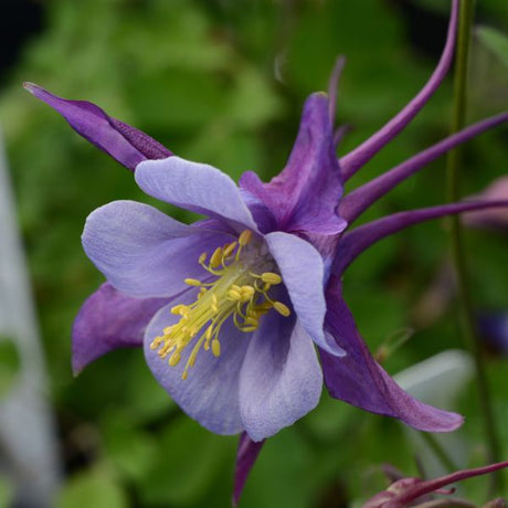 Earlybird™ Purple Blue Columbine - Perennial - Nature Hills Nursery - 