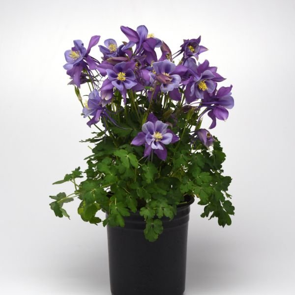 Earlybird™ Purple Blue Columbine - Perennial - Nature Hills Nursery - 