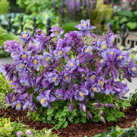 Earlybird™ Purple Blue Columbine - Perennial - Nature Hills Nursery - 