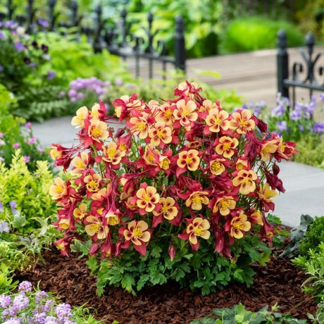 Perennial foliage of Earlybird™ Red Yellow Columbine (Aquilegia x Earlybird 'Red Yellow') in a garden setting.
