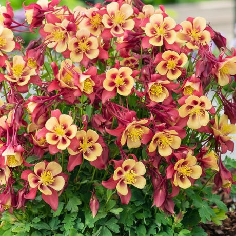Earlybird™ Red Yellow Columbine (Aquilegia x Earlybird 'Red Yellow') growing in a garden landscape, showing mature perennial form.