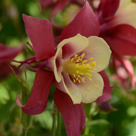 Earlybird™ Red Yellow Columbine (Aquilegia x Earlybird 'Red Yellow'), a perennial featuring yellow, red flowers and perennial.