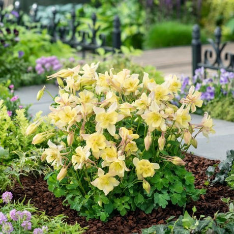 Earlybird™ Yellow Columbine (Aquilegia x Earlybird 'Yellow'), a perennial featuring yellow flowers and perennial.