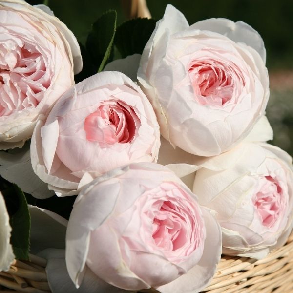 Earth Angel™ Parfuma® Floribunda Rose - Rose - Nature Hills Nursery - 2 Container 3 - 4 Feet - 