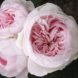 Earth Angel&trade; Parfuma&reg; Floribunda Rose - Nature Hills Nursery - #2 Container 3 - 4 Feet - 