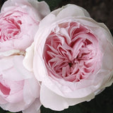 Earth Angel&trade; Parfuma&reg; Floribunda Rose