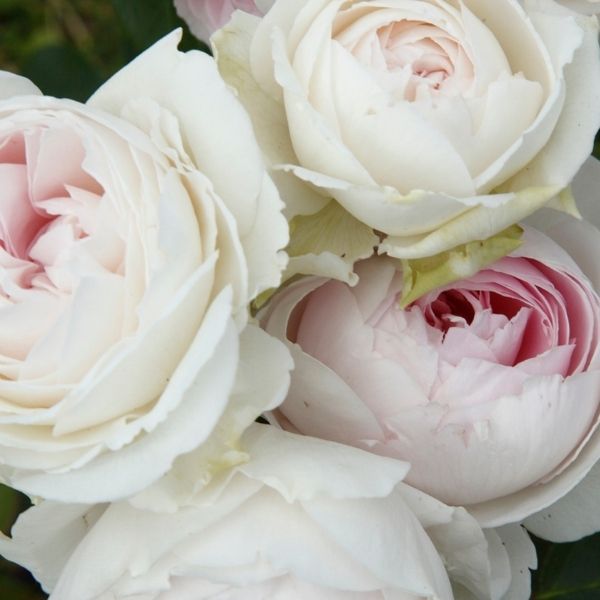 Earth Angel&trade; Parfuma&reg; Floribunda Rose