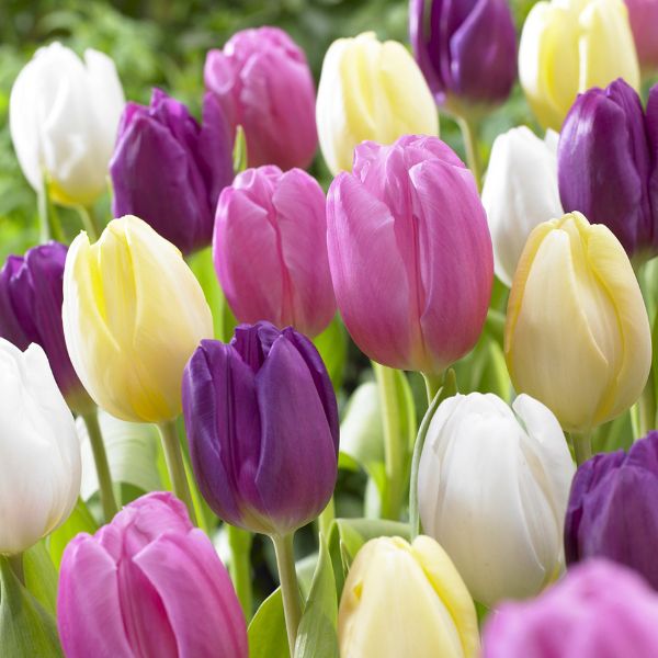 Easter Basket Tulip Mix Blooms