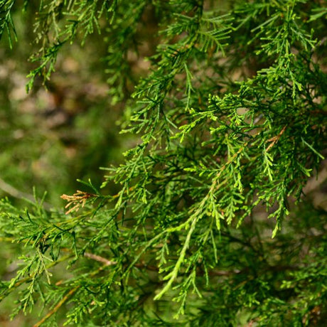 Detail view of Eastern Red Cedar Tree (Juniperus virginiana) showing plant structure and foliage.