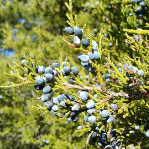 Evergreen foliage of Eastern Red Cedar Tree (Juniperus virginiana) in a garden setting.