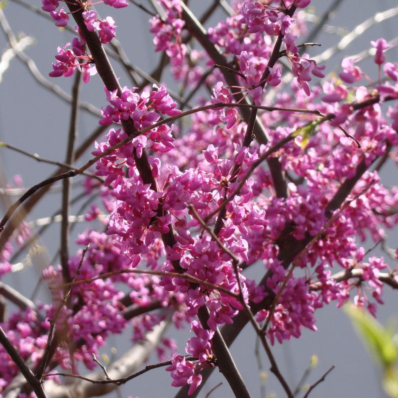 Nature Hills Nursery Eastern Redbud - Thumbnail 2