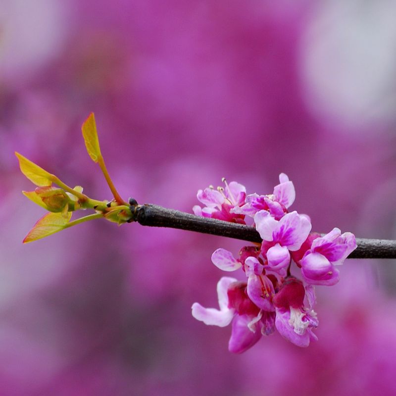 Nature Hills Nursery Eastern Redbud