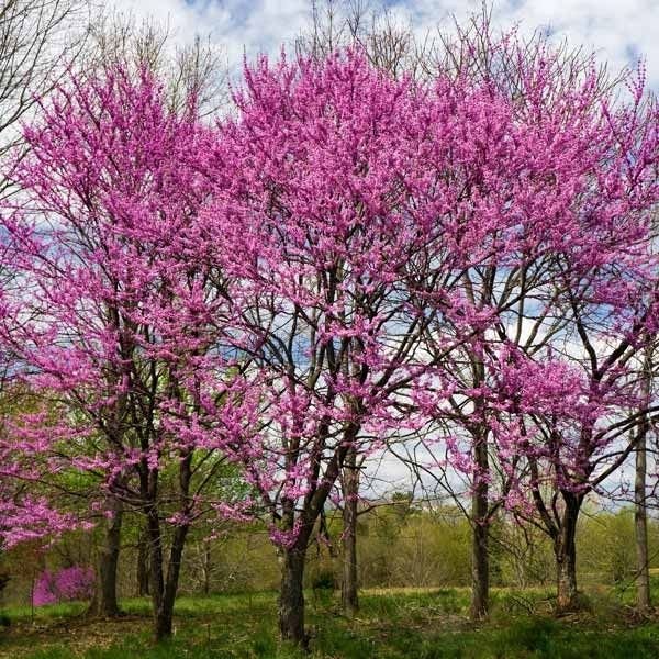 Nature Hills Nursery Eastern Redbud - Thumbnail 3
