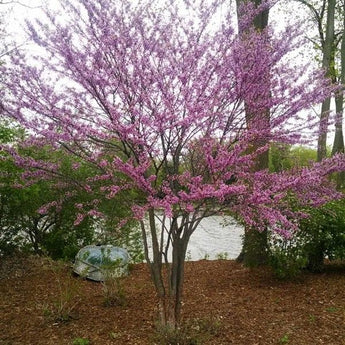 Native Rochester Tree Cold-Hardy Plants for Rochester, NY | Zone 6a Guide