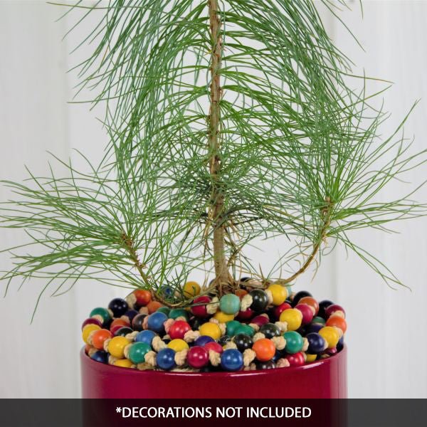 Eastern White Pine Tabletop Christmas Tree - Nature Hills Nursery - Sprinter Pot - 