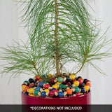 Eastern White Pine Tabletop Christmas Tree - Nature Hills Nursery - Sprinter Pot - 