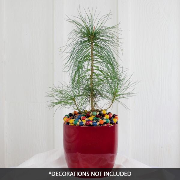 Eastern White Pine Tabletop Christmas Tree - Nature Hills Nursery - Sprinter Pot - 