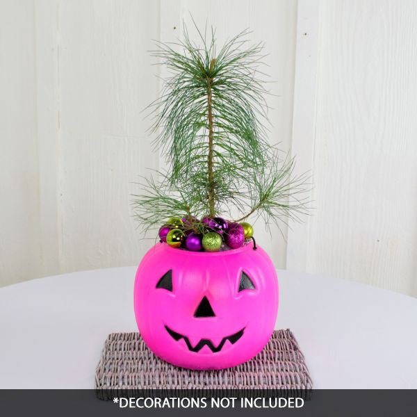 Eastern White Pine Tabletop Christmas Tree - Nature Hills Nursery - Sprinter Pot - 