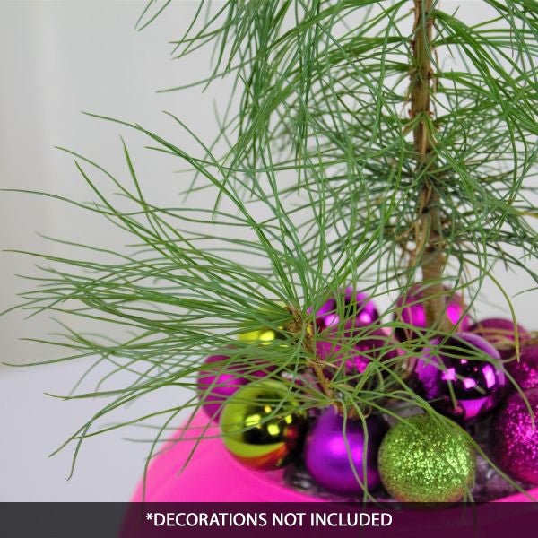 Eastern White Pine Tabletop Christmas Tree - Nature Hills Nursery - Sprinter Pot - 