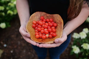 Easy as Pie Bush Cherry shrub, front view