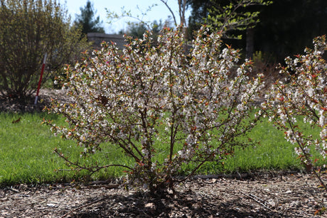 Easy as Pie Bush Cherry shrub, side view