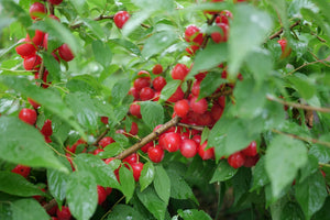 Easy as Pie Bush Cherry shrub, detail view