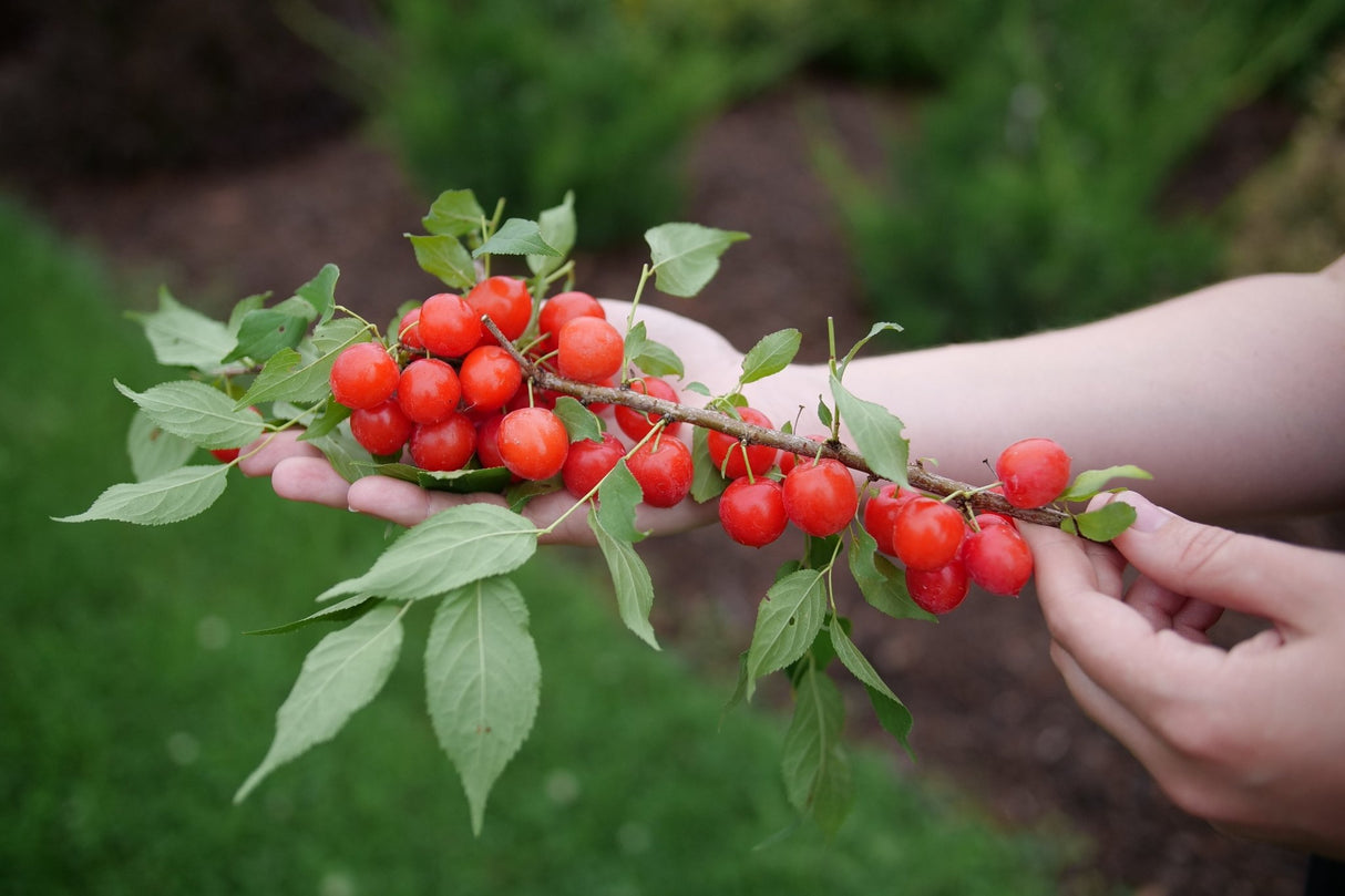 Easy as Pie Bush Cherry shrub, lifestyle view
