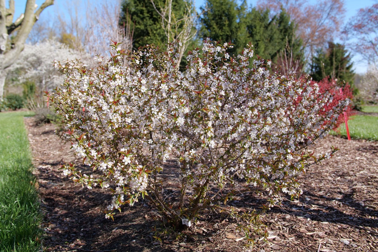 Easy as Pie Bush Cherry shrub, close-up