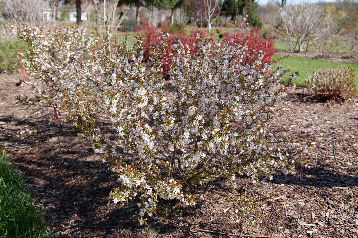 Easy as Pie Bush Cherry shrub, garden view