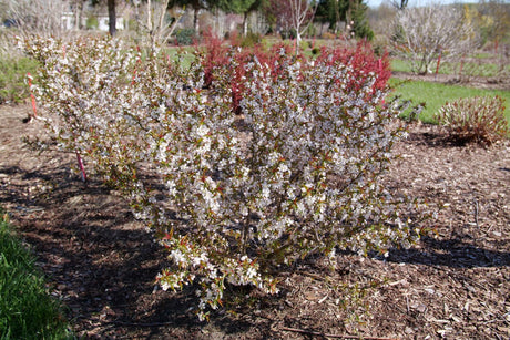 Easy as Pie Bush Cherry shrub, garden view