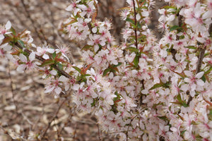 Easy as Pie Bush Cherry shrub, foliage detail