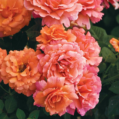 Easy Does It™ Floribunda Rose Tree - Rose - Nature Hills Nursery - 5 Container - 