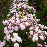 Easy Elegance&reg; Head Over Heels Rose