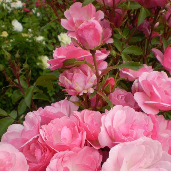 Pinktopia Shrub Rose | Buy at NatureHills.com