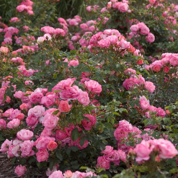 Easy Elegance® Roses | Disease-Resistant Own-Root Roses | Nature Hills