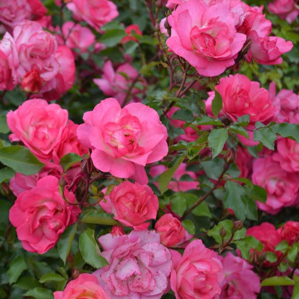 Easy Elegance® Roses | Disease-Resistant Own-Root Roses | Nature Hills