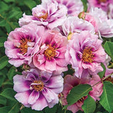 Easy on the Eyes&trade; Shrub Rose - Nature Hills Nursery - #2 Container - 
