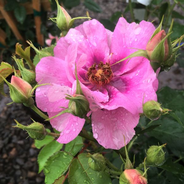 Easy on the Eyes&trade; Shrub Rose - Nature Hills Nursery - #2 Container - 