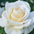 Easy Spirit&trade; Floribunda Rose - Nature Hills Nursery - #2 Container - 