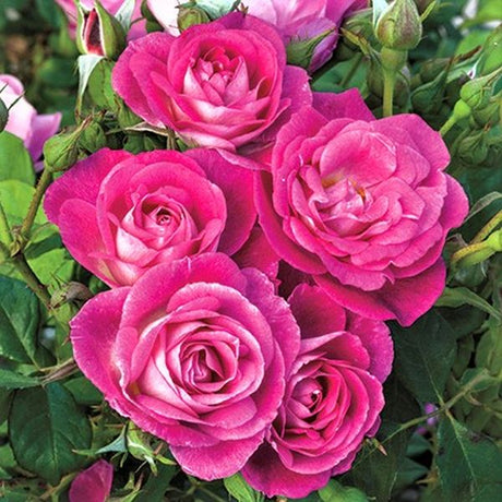 Easy to Please&trade; Floribunda Rose Tree - Nature Hills Nursery - #5 Container - 