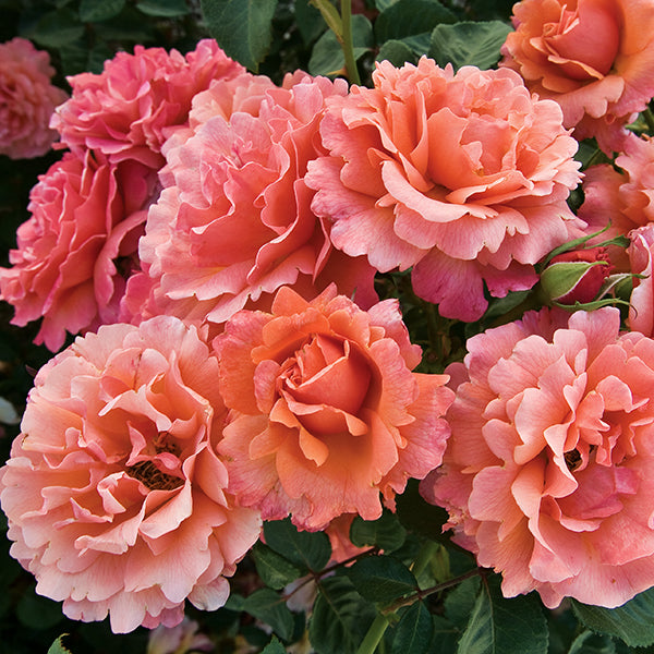 Easy Does It&trade; Floribunda Rose Tree